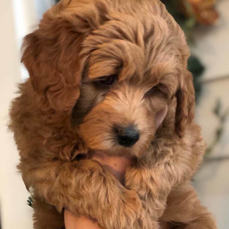 How to care for your Puppy * Care for Goldendoodle