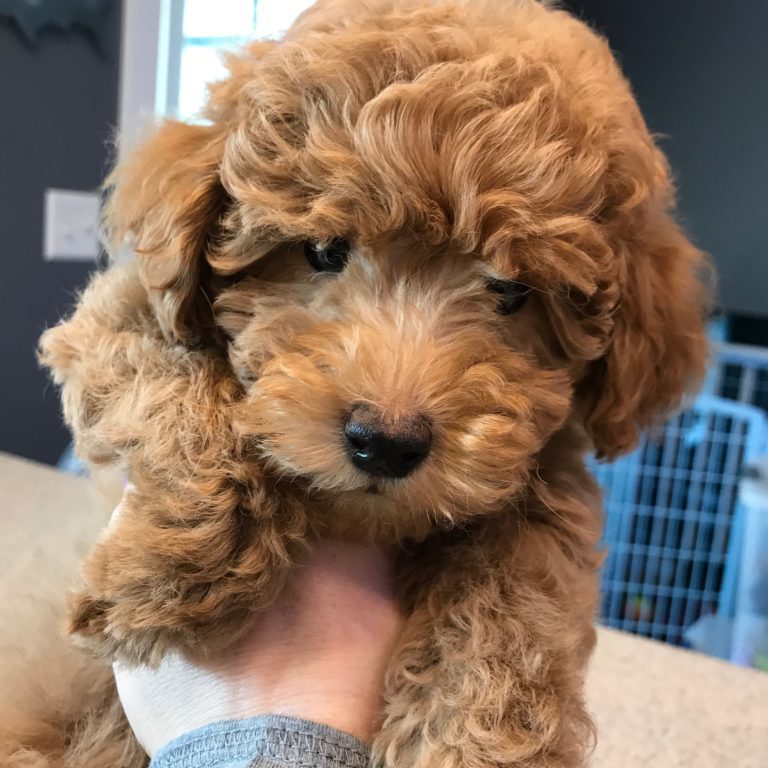 34 HQ Photos Goldendoodle Colorado Puppies Sale : Red White Australian Goldendoodle Outside Playing With His Littermates In Utah Goldendoodles Goldendoodle Puppy For Sale Goldendoodle Puppy Miniature Puppies