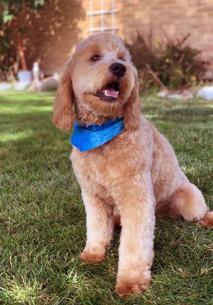 Teacup Goldendoodle Mini Goldendoodle & Medium Goldendoodles